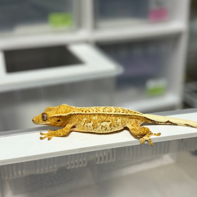 크림시클 옐로우