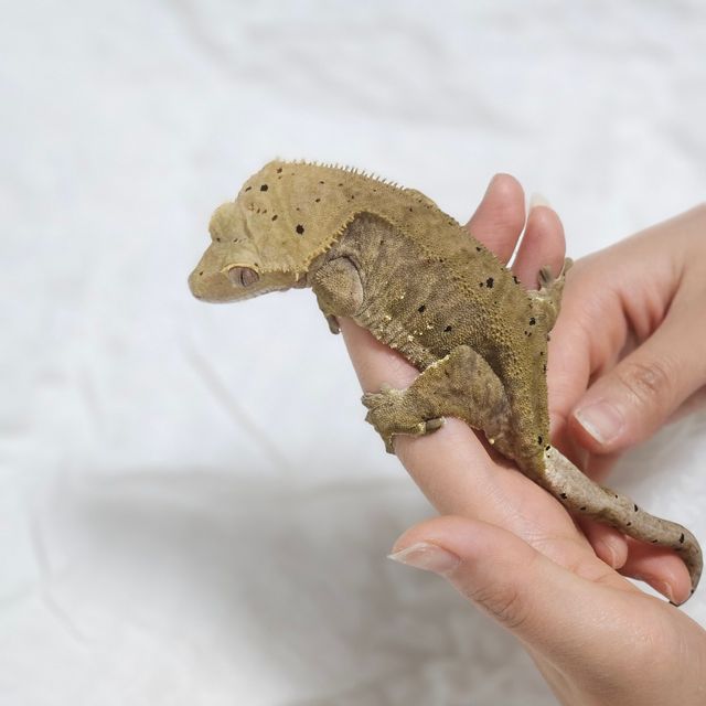 달마시안 슈퍼달마시안
