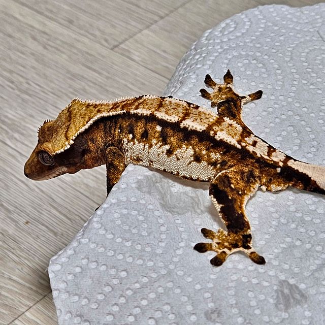 바브