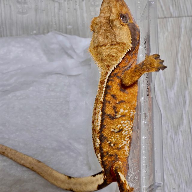 바브