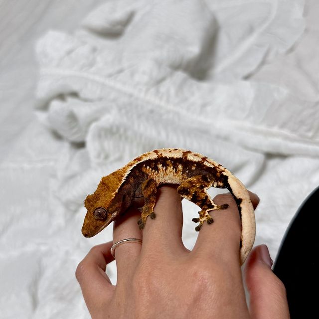 노멀 트라이 익스트림할리퀸 텐저린 바브