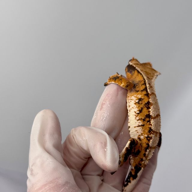 트라이 익스트림할리퀸 텐저린 바브