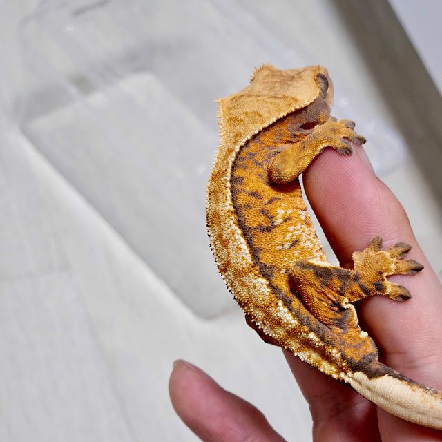 바브
