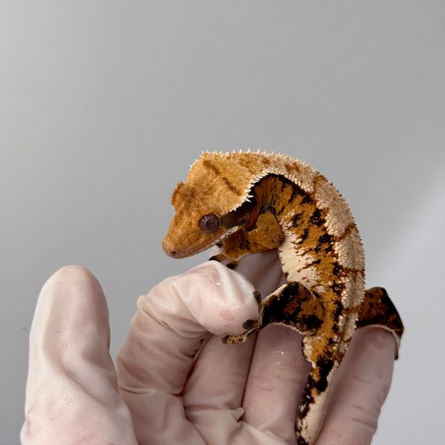 트라이 익스트림할리퀸 텐저린 바브