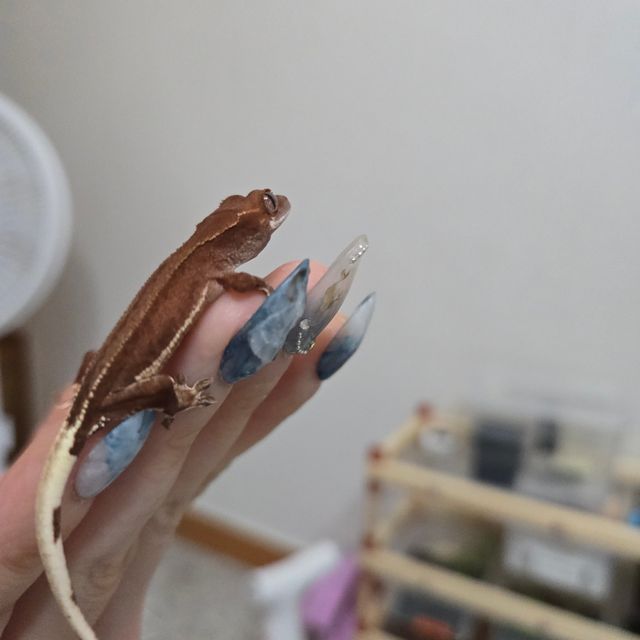 레드 바이
