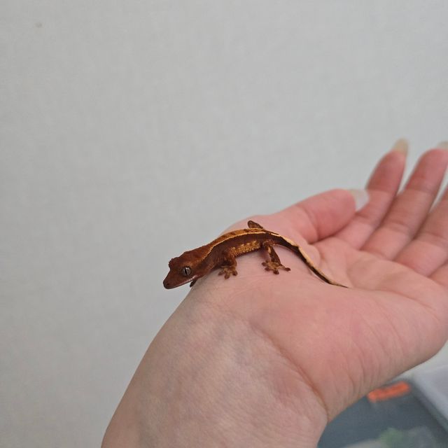 노멀 익스트림할리퀸 할리퀸 할로윈 텐저린