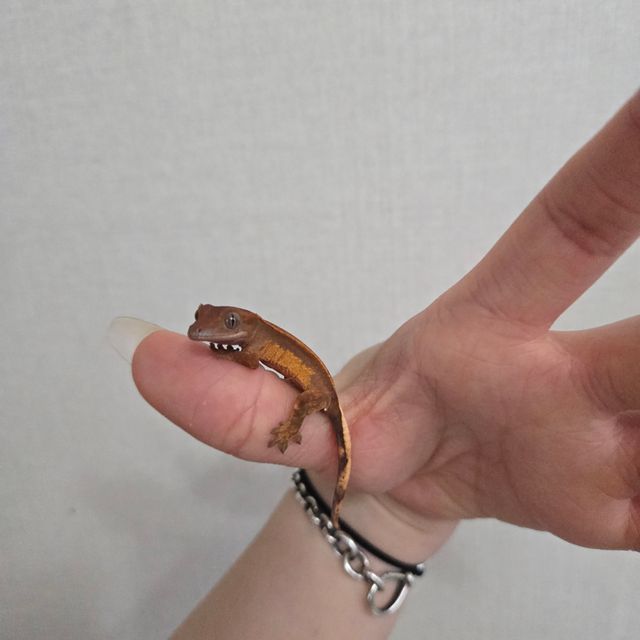 노멀 할리퀸 익스트림할리퀸 텐저린 할로윈