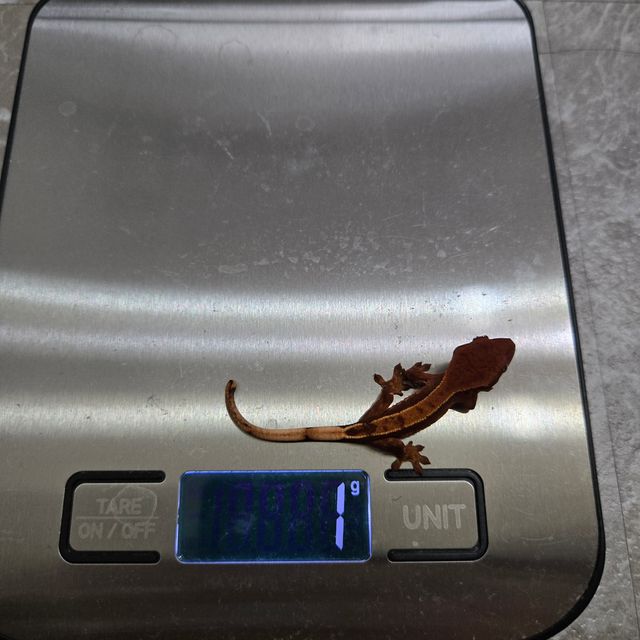노멀 익스트림할리퀸 할리퀸 할로윈 텐저린