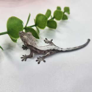 슈퍼세이블 릴리