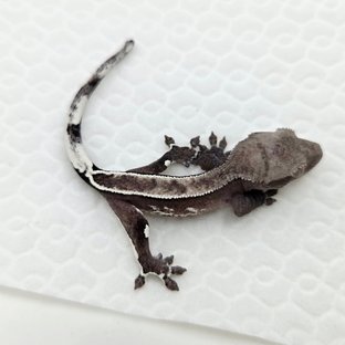 아잔틱