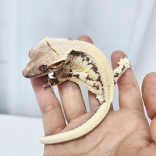릴리 세이블