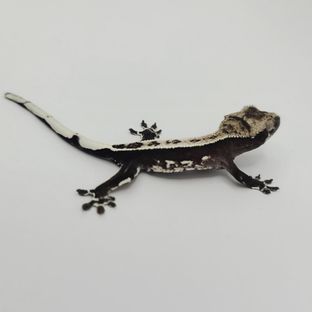 아잔틱