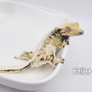 테라