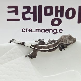 아잔틱