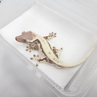블러디