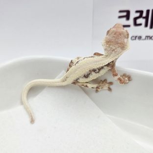 봄주세