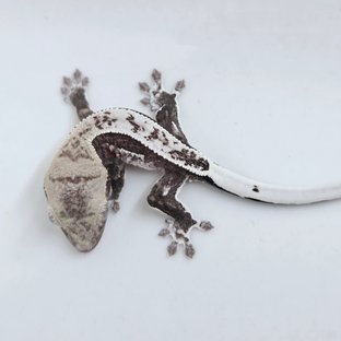 토리×카스