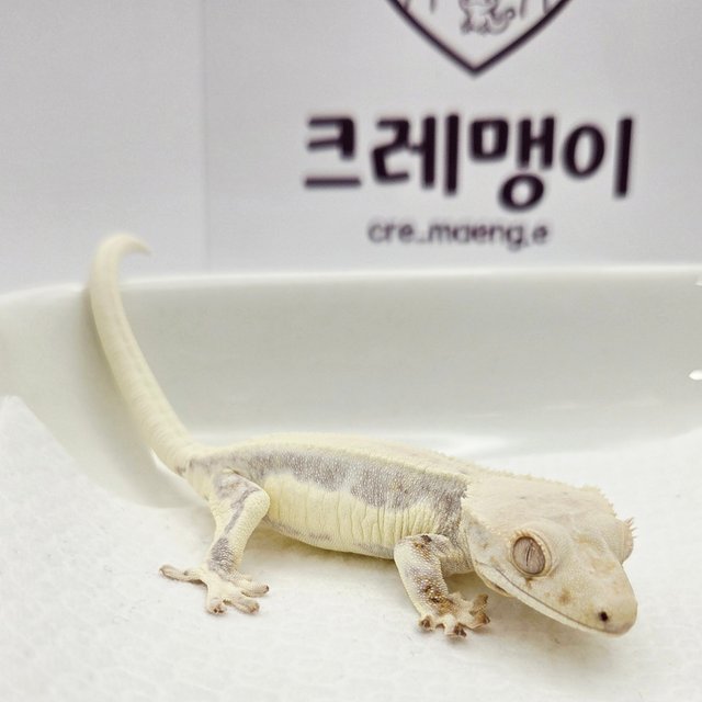 릴리화이트 화이트 솔리드백 풀핀