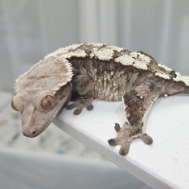 세이블 100%헷아잔틱