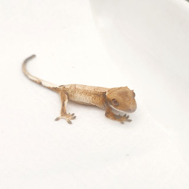 세이블