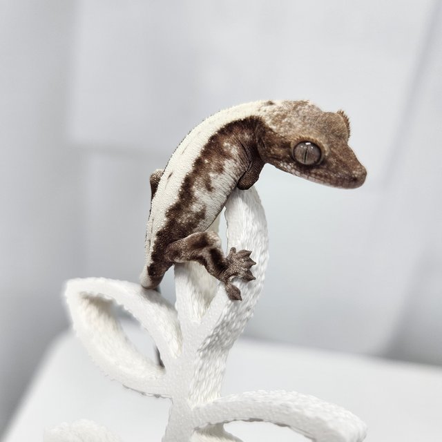 슈퍼세이블 릴리