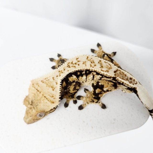 노멀 화이트스팟