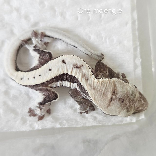 세이블 100%헷아잔틱