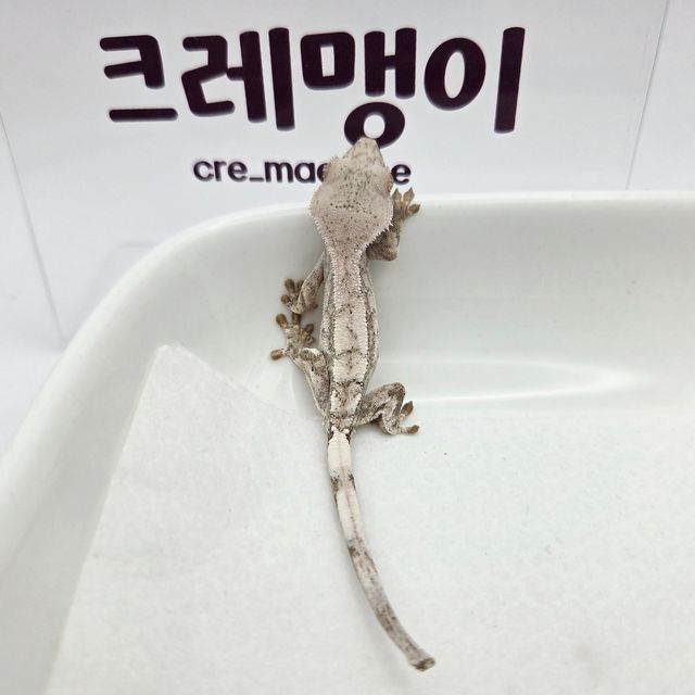 세이블