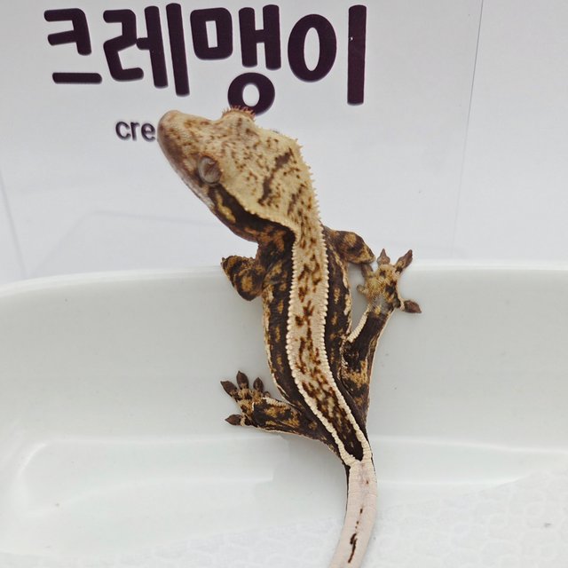 100%헷아잔틱 풀핀 화이트스팟 쿼드