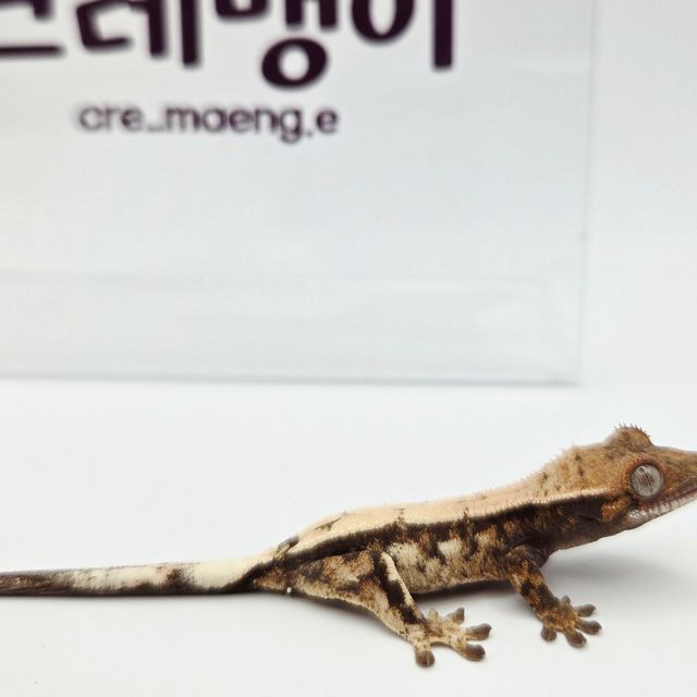 세이블