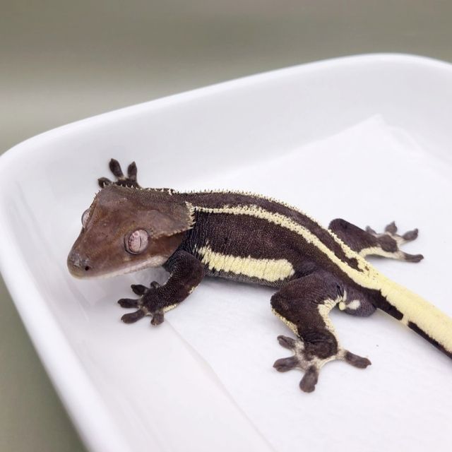 릴잔틱 풀핀