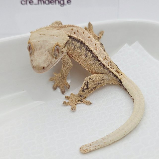 노멀 쿼드 풀핀 드리피