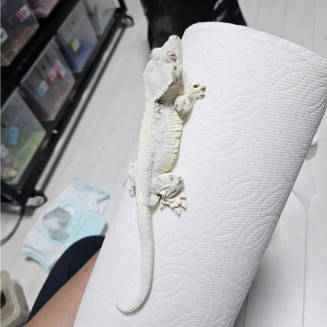 릴리화이트
