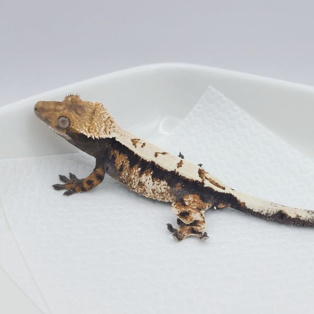 세이블