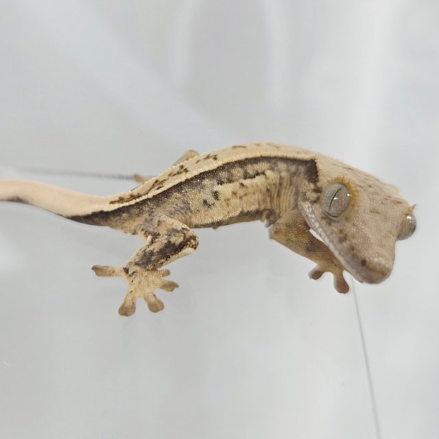 노멀 드리피 화이트핀 화이트 풀핀 화이트스팟