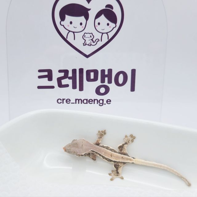 릴리 세이블