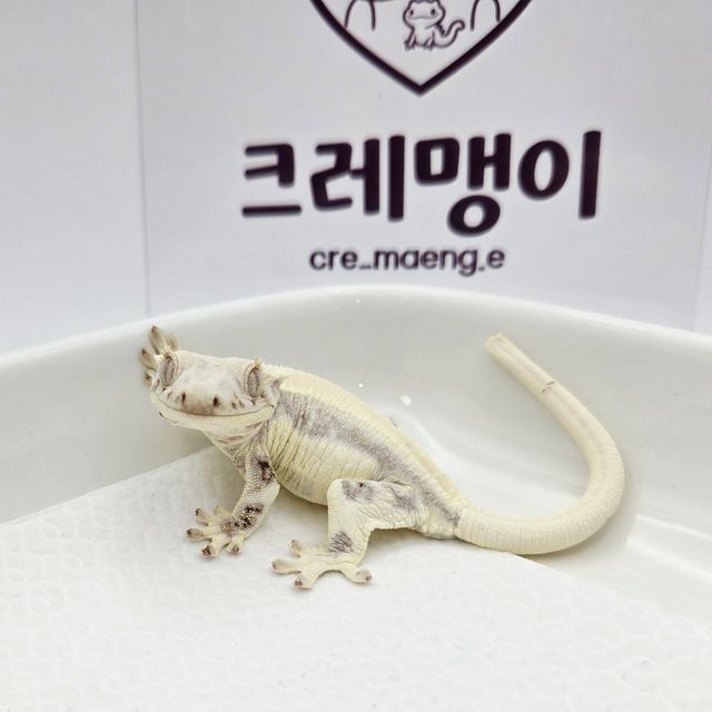 릴리화이트 솔리드백 풀핀 화이트핀 화이트
