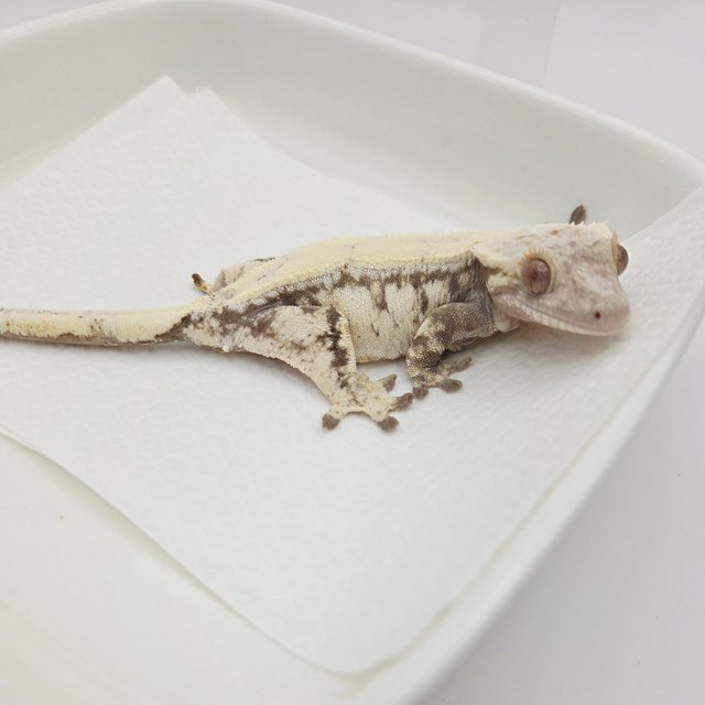 세이블 솔리드백 풀핀 화이트