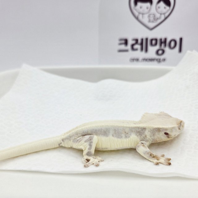 릴리화이트 화이트 솔리드백 풀핀