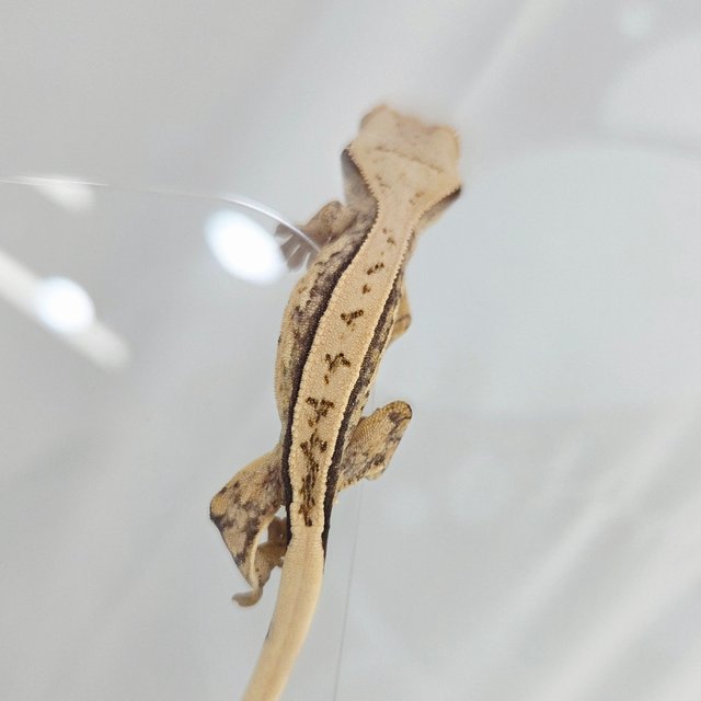 노멀 드리피 화이트핀 화이트 풀핀 화이트스팟