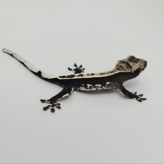 아잔틱