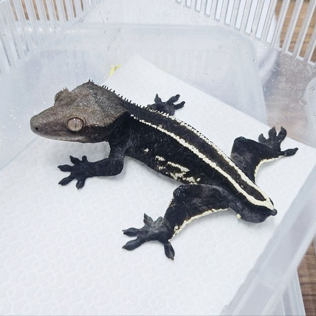 아잔틱