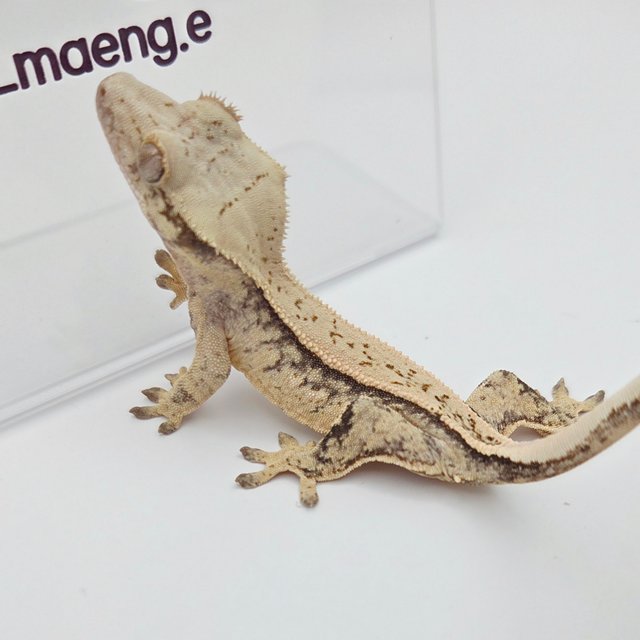 노멀 화이트스팟 풀핀 쿼드