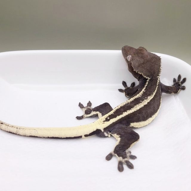 릴잔틱 풀핀