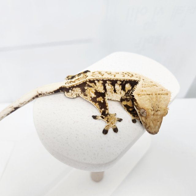 노멀 화이트스팟