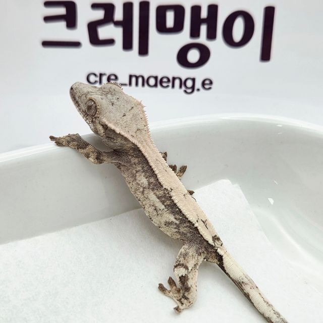 세이블