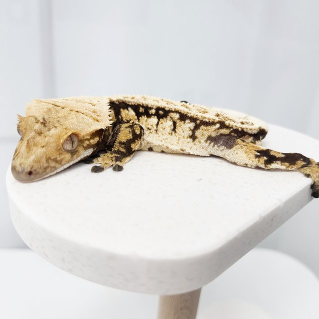 노멀 화이트스팟