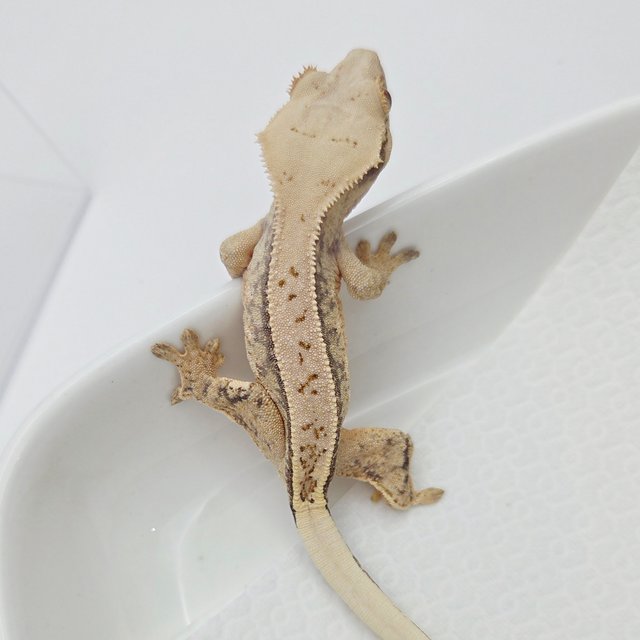 노멀 쿼드 풀핀 드리피