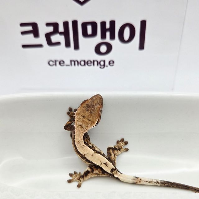 세이블
