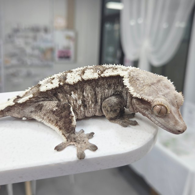 세이블 100%헷아잔틱